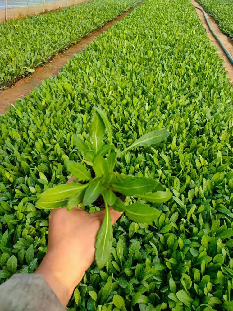 天人菊 顺和花卉 天人菊批发价格