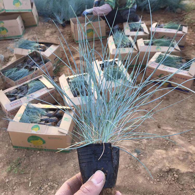 蓝羊茅苗价格 花镜花坛观赏草批发 耐寒草花基地直销