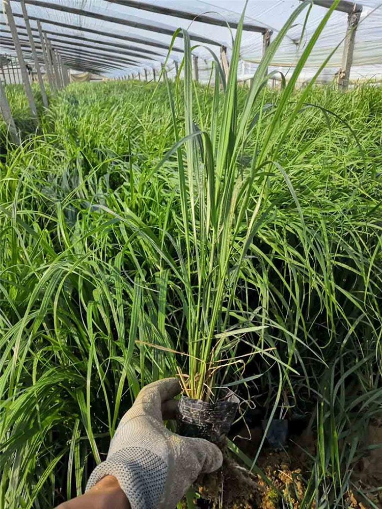 拂子茅 山东观赏草基地 青州观赏草价格