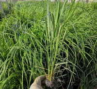 拂子茅 山东观赏草基地 青州观赏草价格