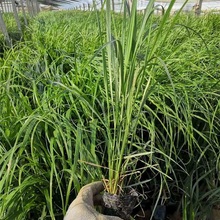拂子茅 山东观赏草基地 青州观赏草价格
