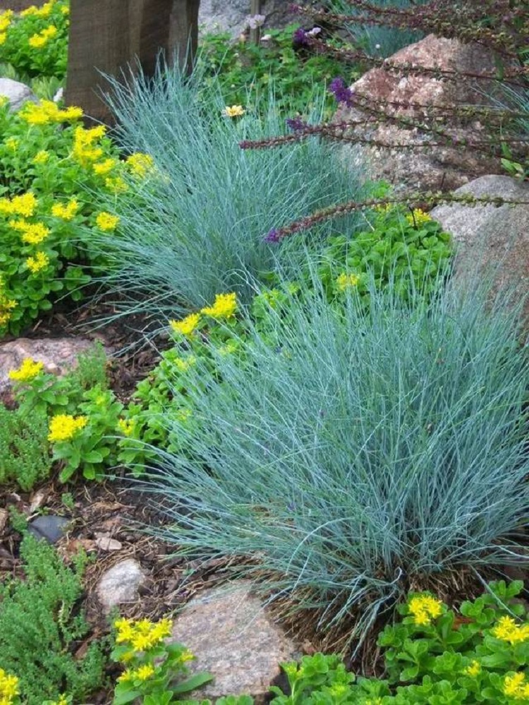 山东蓝羊茅批发商 青州蓝羊茅供应商 蓝羊茅基地