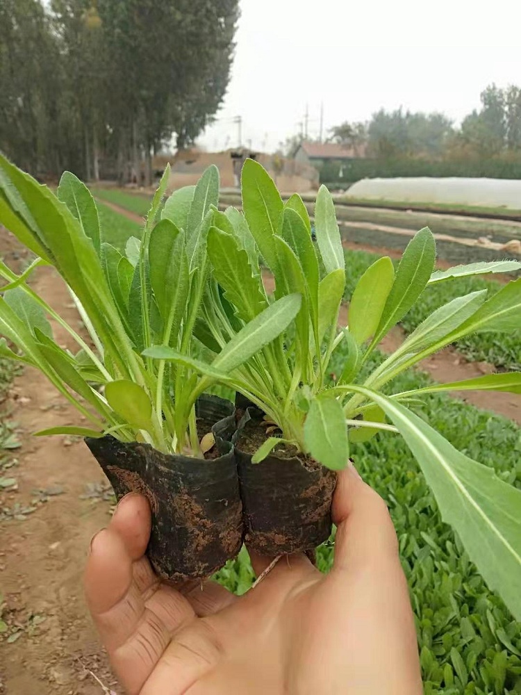 天人菊 天人菊批发 花坛点缀用天人菊