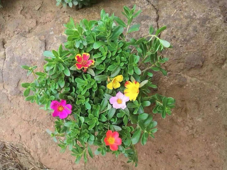 太阳花 太阳花批发 多色太阳花