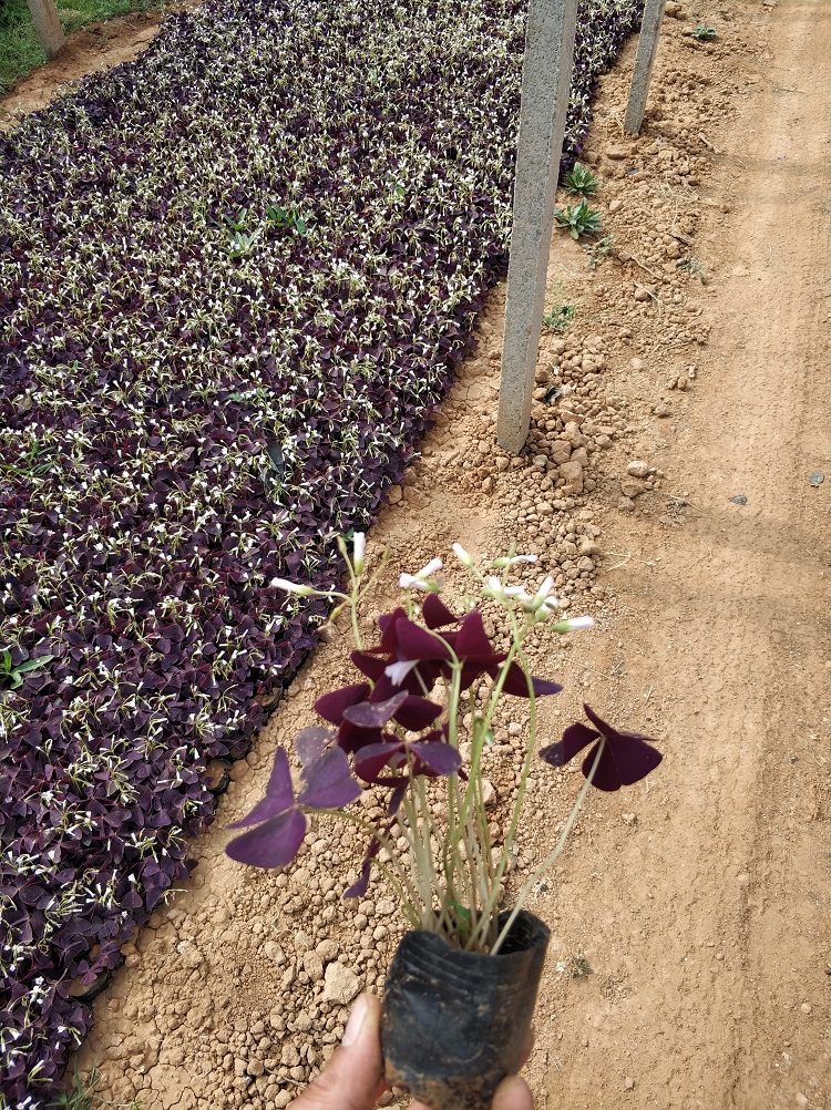 红花醡浆草 醡浆草价格 醡浆草批发
