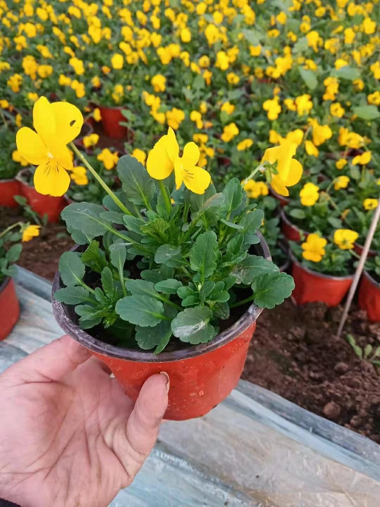 角堇 青州草花 营养钵苗角堇
