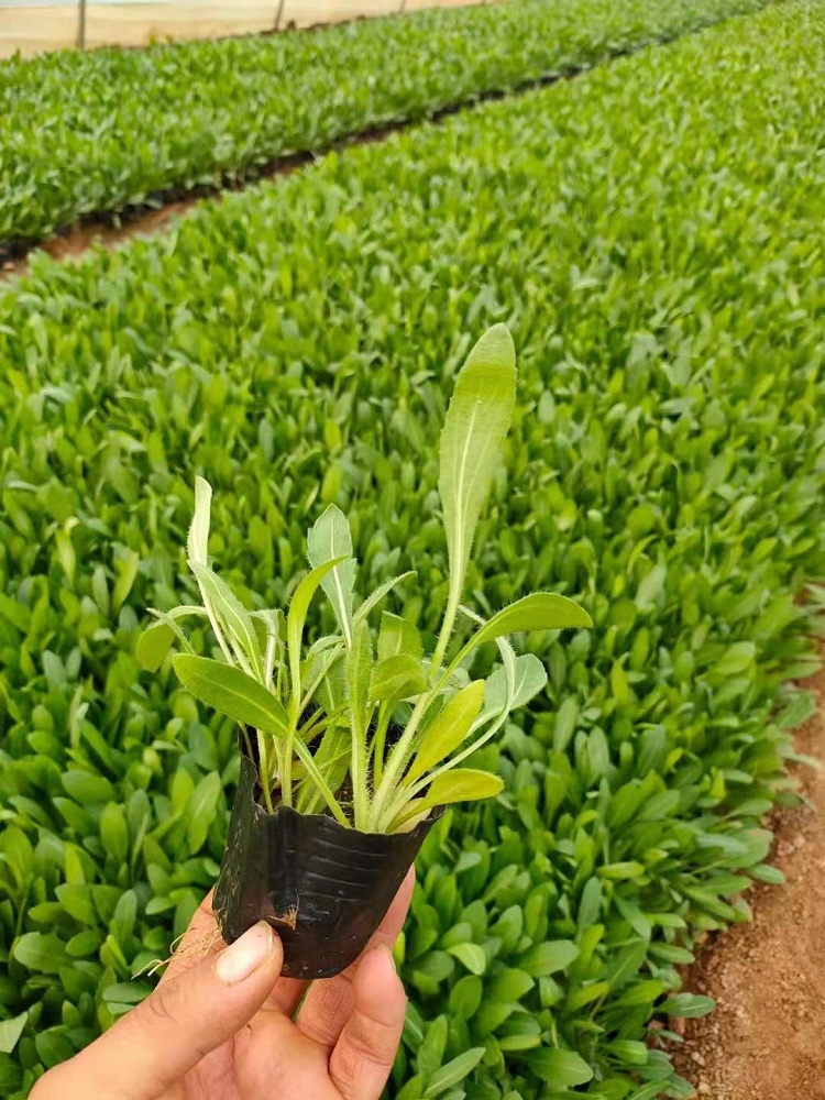天人菊价格
