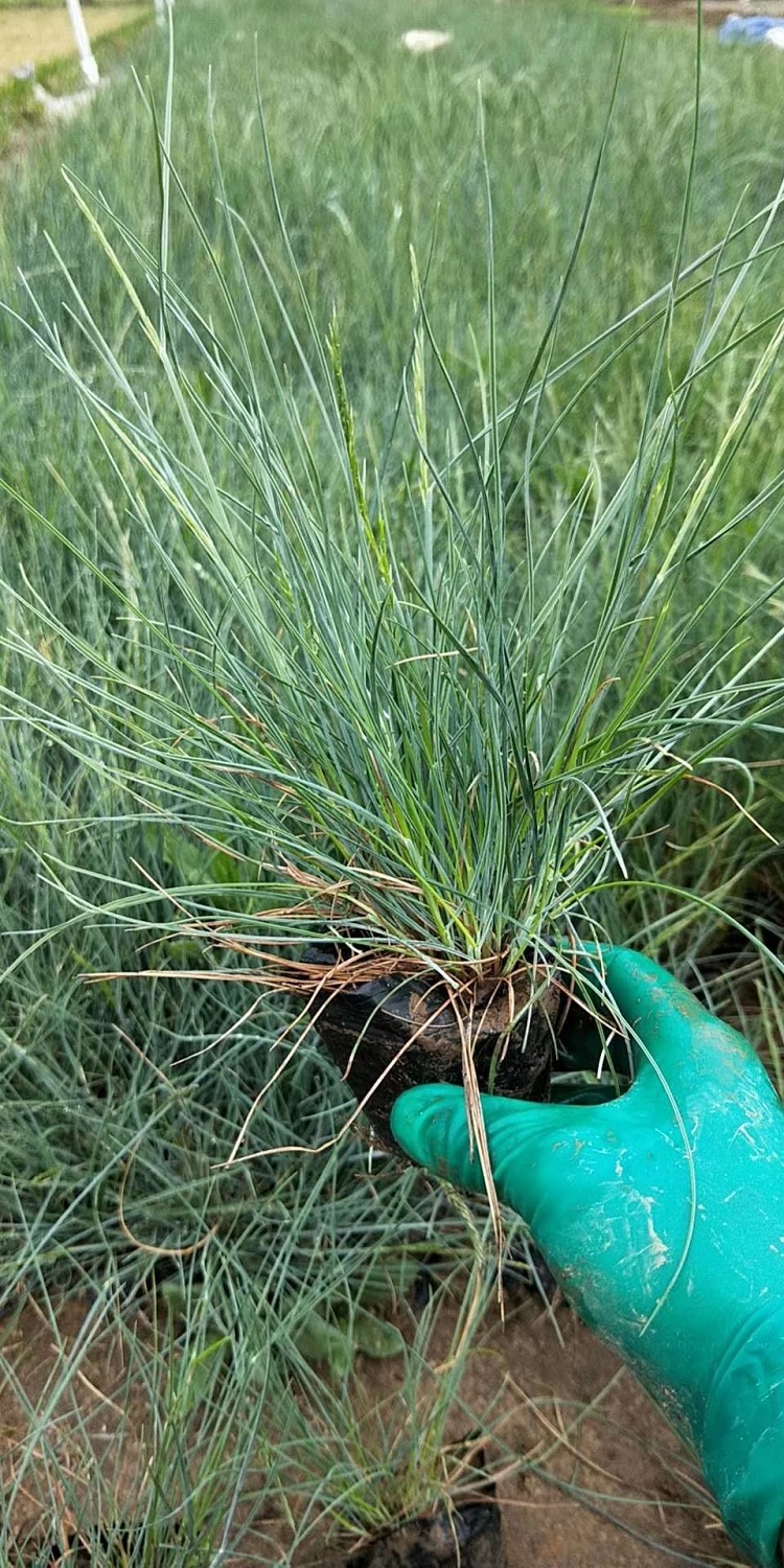 蓝羊茅 蓝羊茅价格