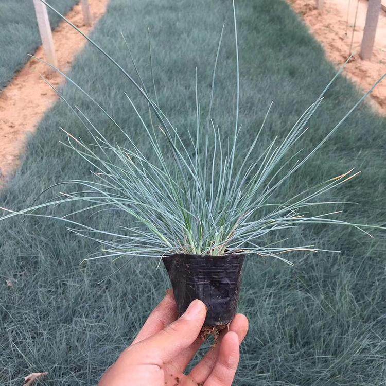 大量供应银羊茅 蓝羊茅等地被草本植物 价格从优