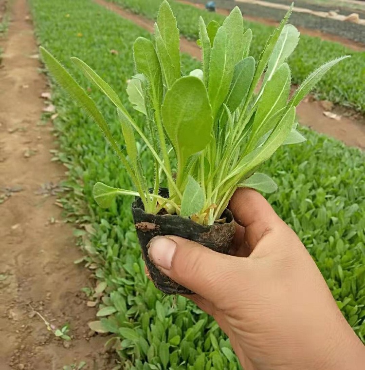 天人菊批发 天人菊种子价格