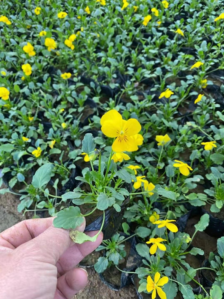 角堇 角堇种植基地 大盆角堇