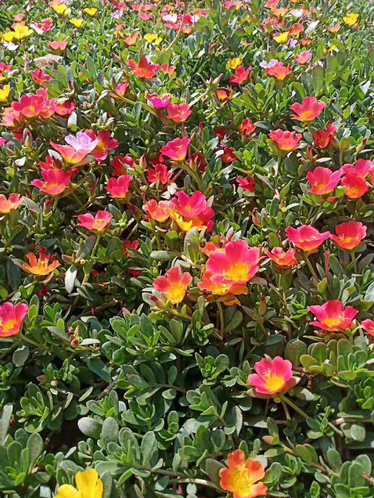 喜阳植物太阳花价格 重瓣太阳花