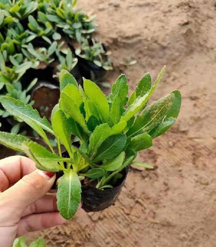 天人菊批发价格 花卉籽天人菊种子