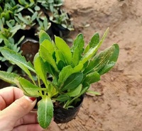 天人菊批发价格 花卉籽天人菊种子