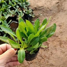 天人菊批发价格 花卉籽天人菊种子