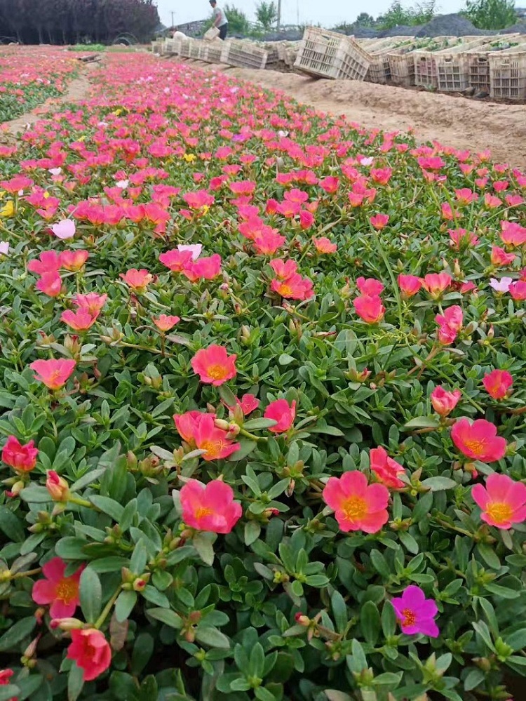 太阳花 花坛用太阳花价格 双色盆太阳花