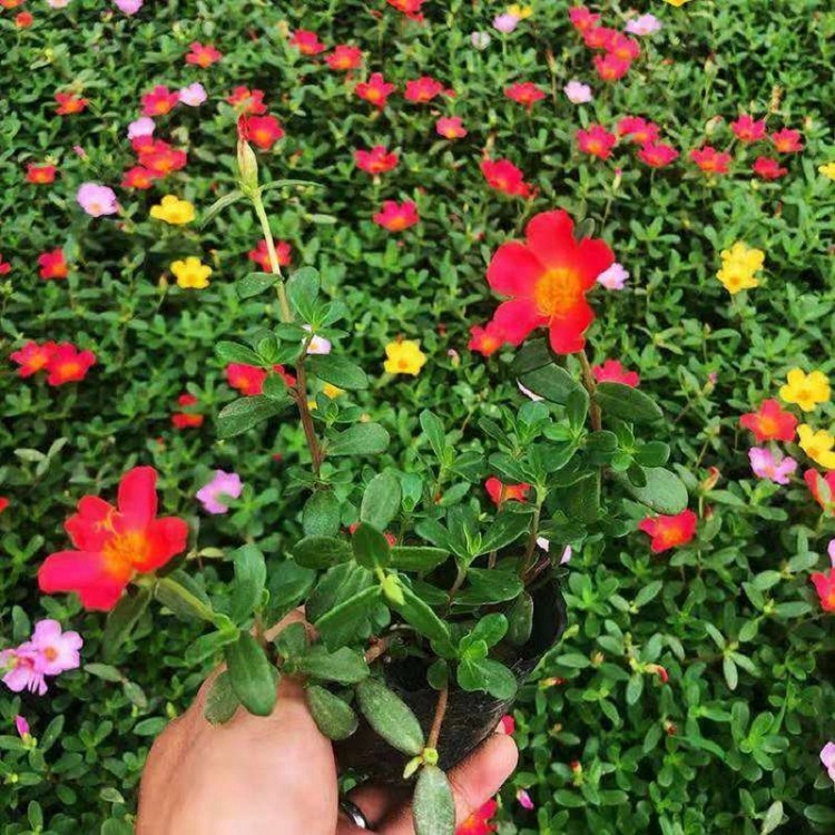 太阳花 太阳花价格