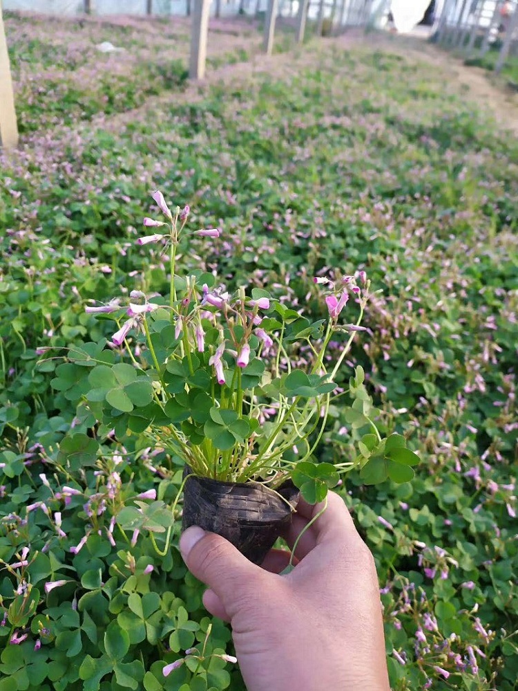 红花醡浆草 紫叶醡浆草 顺和花卉