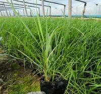 拂子茅价格