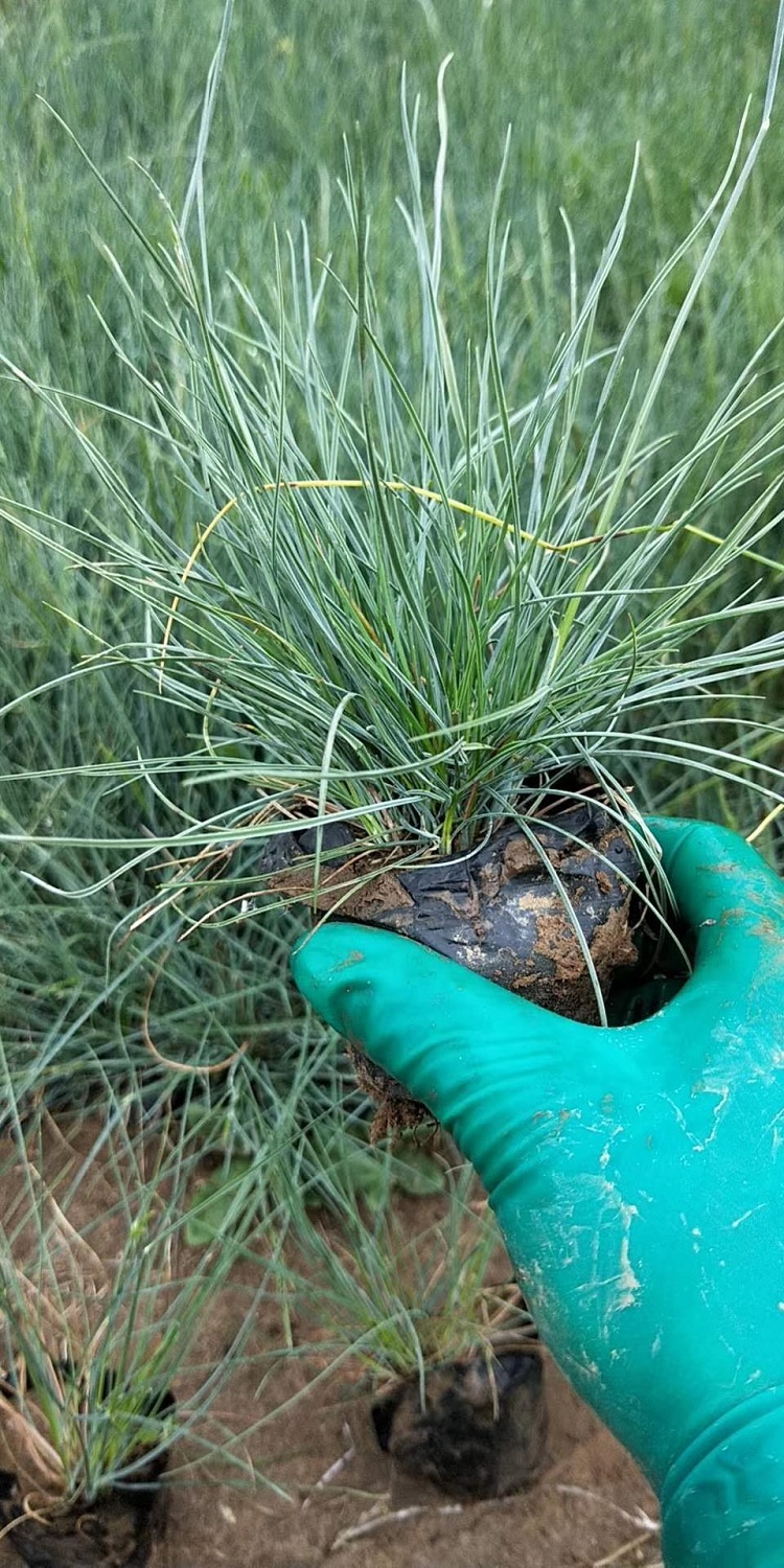蓝羊茅批发