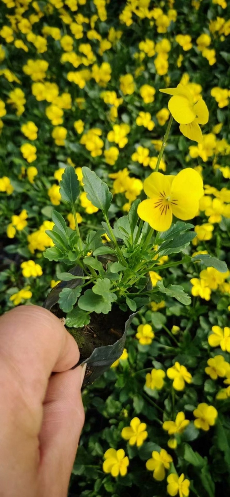 角堇杯苗 角堇花苗 双色盆角堇