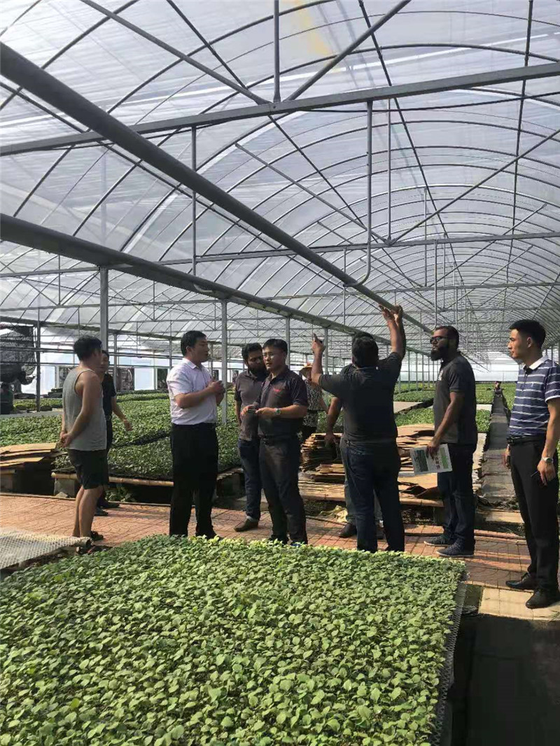 连栋薄膜温室大棚 鑫秾温室 适用于植物栽培或育苗等