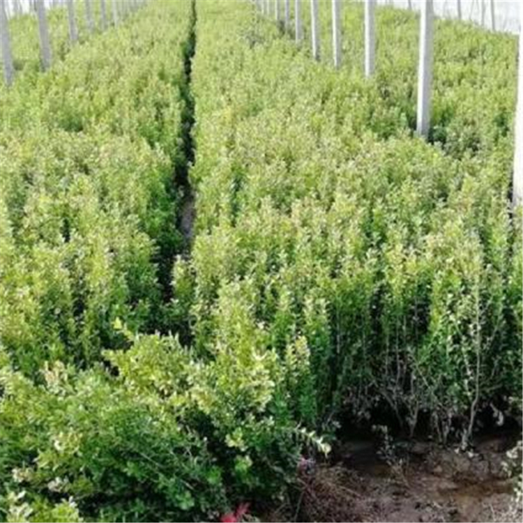 洽谈购买 绿阔叶灌木小叶黄杨 小叶黄杨种植基地