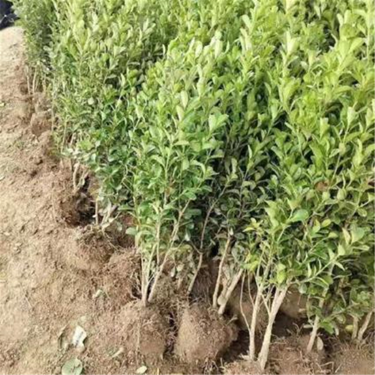 【欣美】小叶黄杨培植苗木 小叶黄杨产地报价