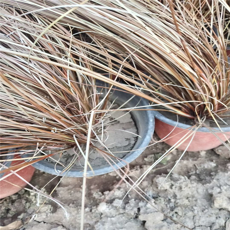 山东棕红苔草基地 棕红苔草价格 棕红苔草现货供应 江瑞观赏草