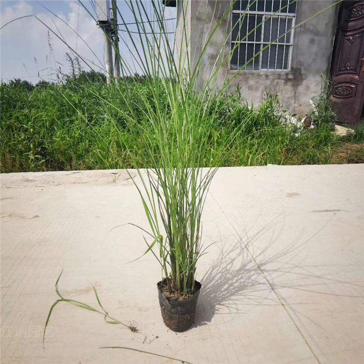 细叶芒批发 山东细叶芒价格 细叶芒有卖 江瑞园艺细叶芒现货供应