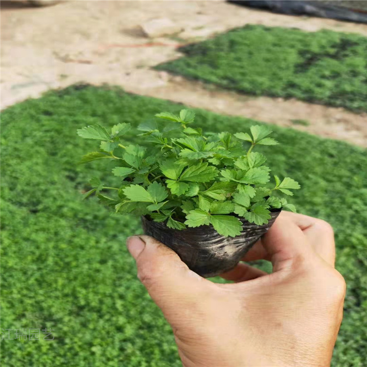 蛇莓批发 山东青州蛇莓价格 蛇莓现货供应 欢迎致电咨询