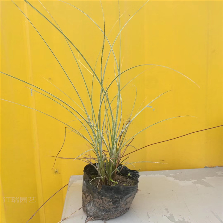 青州晨光芒基地 晨光芒报价 江瑞园艺晨光芒现货供应 欢迎选购