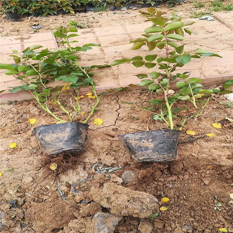 山东青州蔷薇价格 蔷薇基地 大花蔷薇现货供应 三季蔷薇批售商
