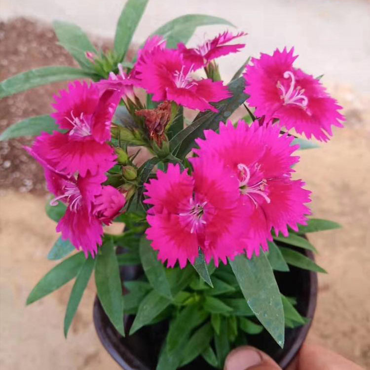 欧石竹杯苗基地 好苗预定中 草花批发