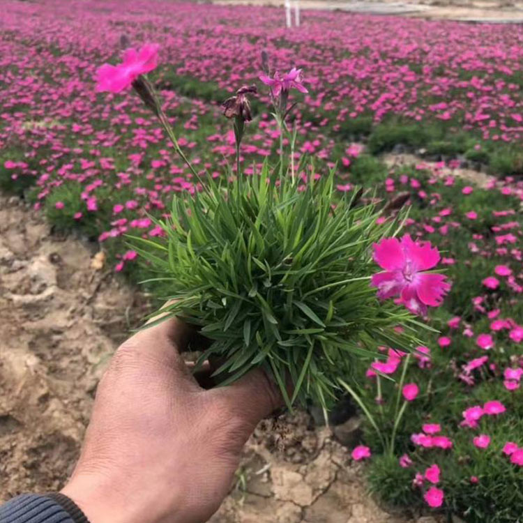 欧石竹供应商 价格从优 多年生宿根草花