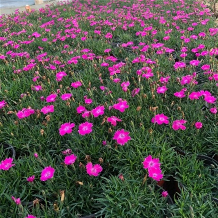 顺和欧石竹批发 苗圃石竹销售 欧石竹花海采购