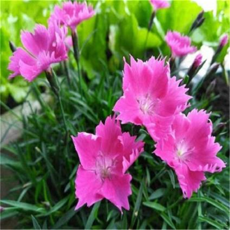 粉花欧石竹 花海用盆栽花卉 顺和欧石竹批发