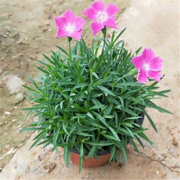 绿色系欧石竹 欧石竹盆栽鲜花 欧石竹批发