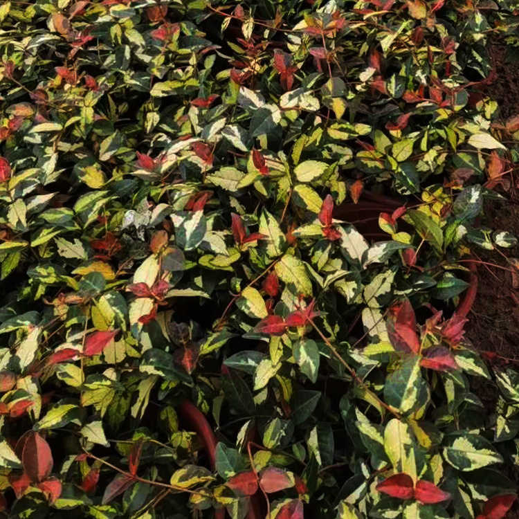 花叶络石 花叶络石种植基地   绿化用花叶络石价格  夏杰花卉