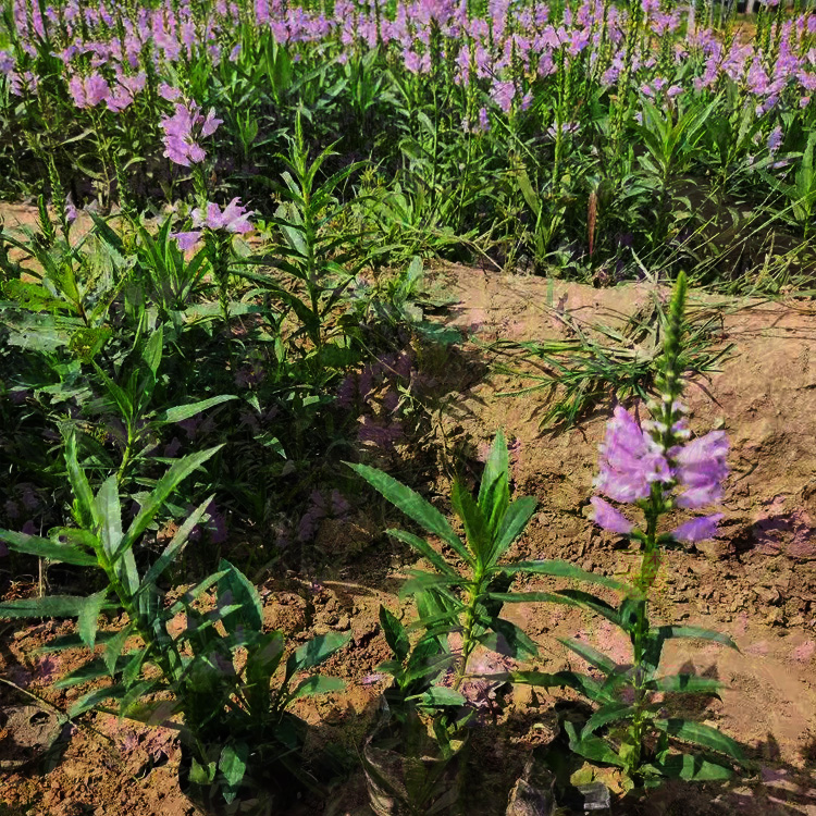 青州假龙头 假龙头供应   假龙头求购 夏杰花卉