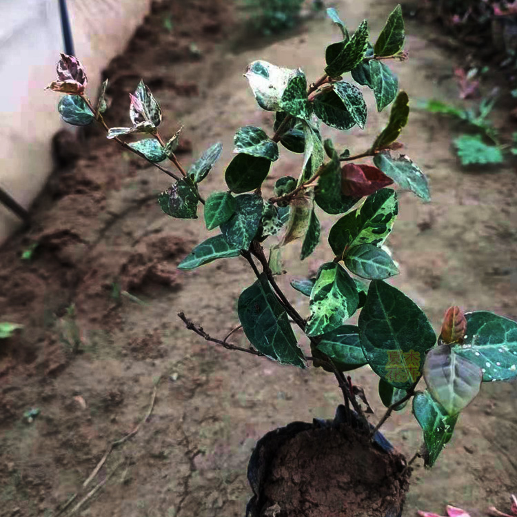花叶络石价格 花叶络石产地  花叶络石供货商  夏杰花卉