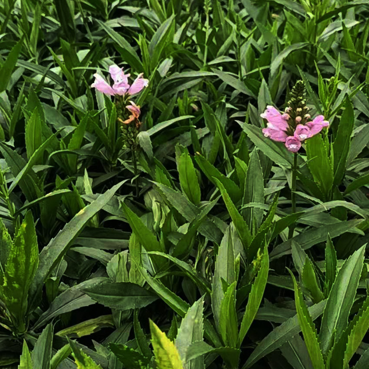 假龙头价格 假龙头花苗批发   假龙头种植厂家 夏杰花卉