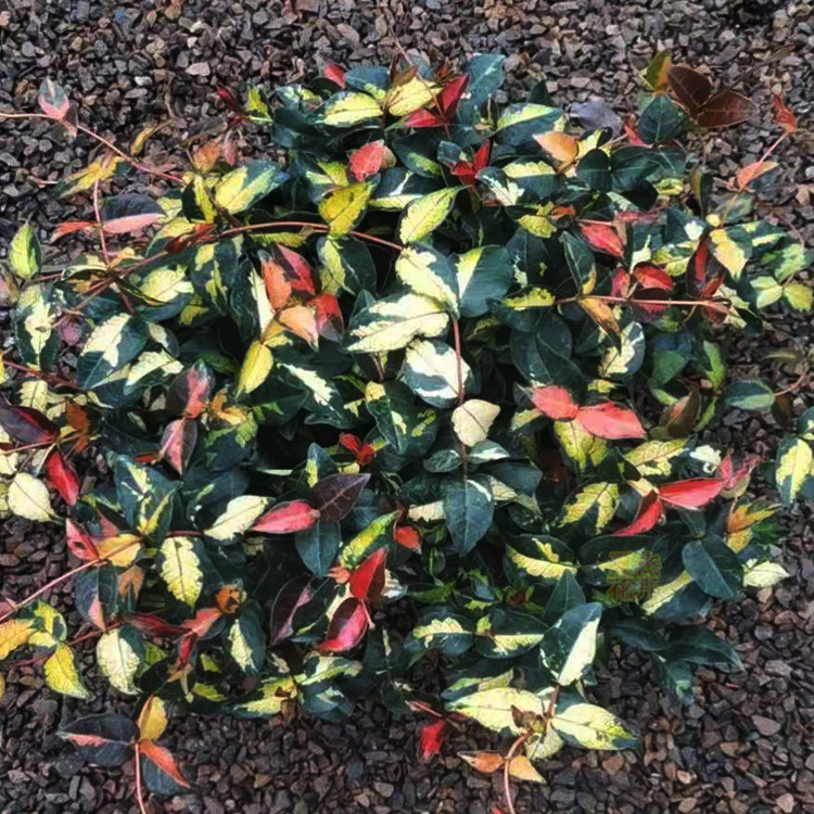 花叶络石批发 花叶络石供应   绿化用花叶络石  夏杰花卉