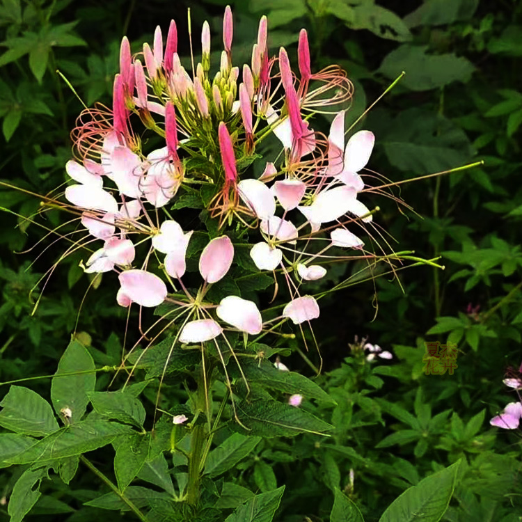 醉蝶花价格 醉蝶花种植厂家  醉蝶花批发 夏杰花卉