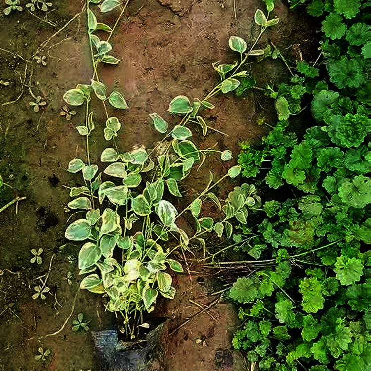 花叶蔓长春价格 花叶蔓长春种植厂家 花叶蔓长处出售 夏杰花卉