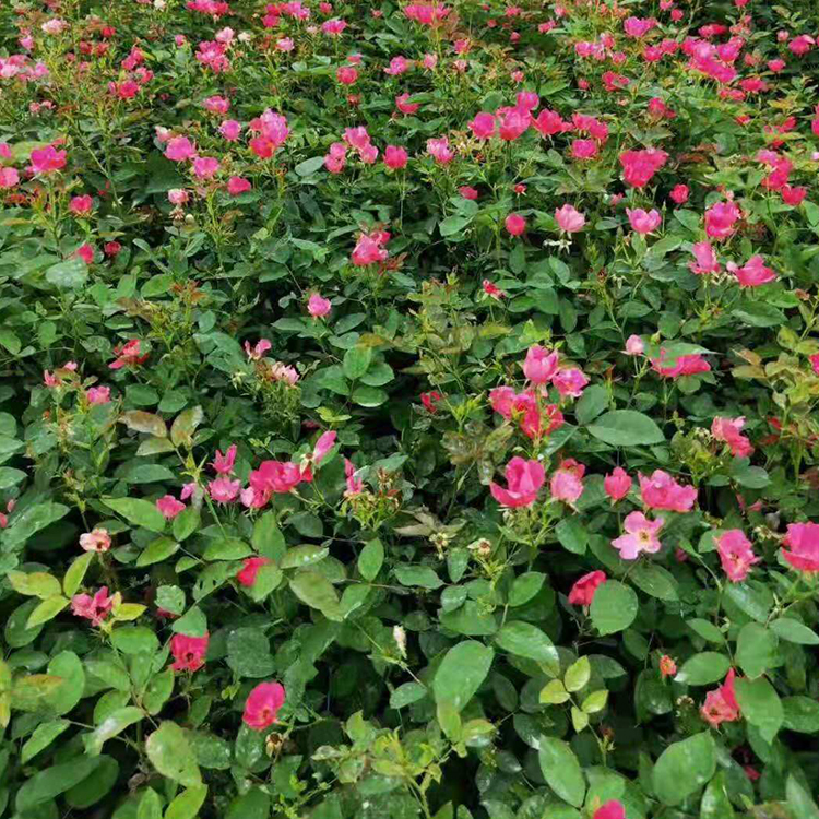 丰花月季小苗种植基地 远创花卉苗木