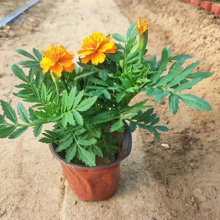 青州孔雀草基地