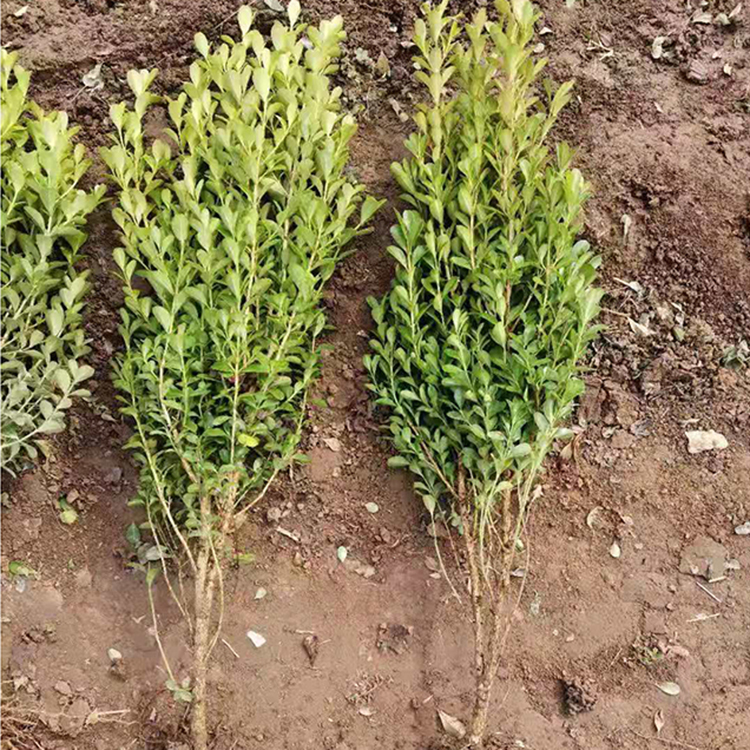 瓜子黄杨种植基地 远创 常绿灌木或小乔木批发