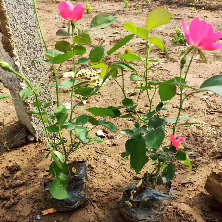 灌木 丰花月季多分枝 月季小苗批发供应