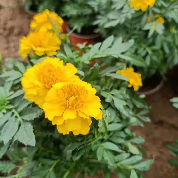 孔雀草 一年生草本植物 孔雀草双色盆供应